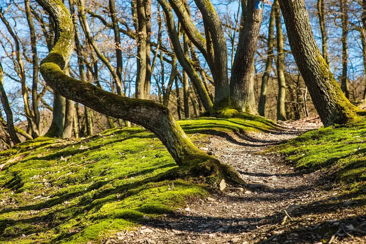 Randonneur seul en forêt, immergé dans la nature verdoyante