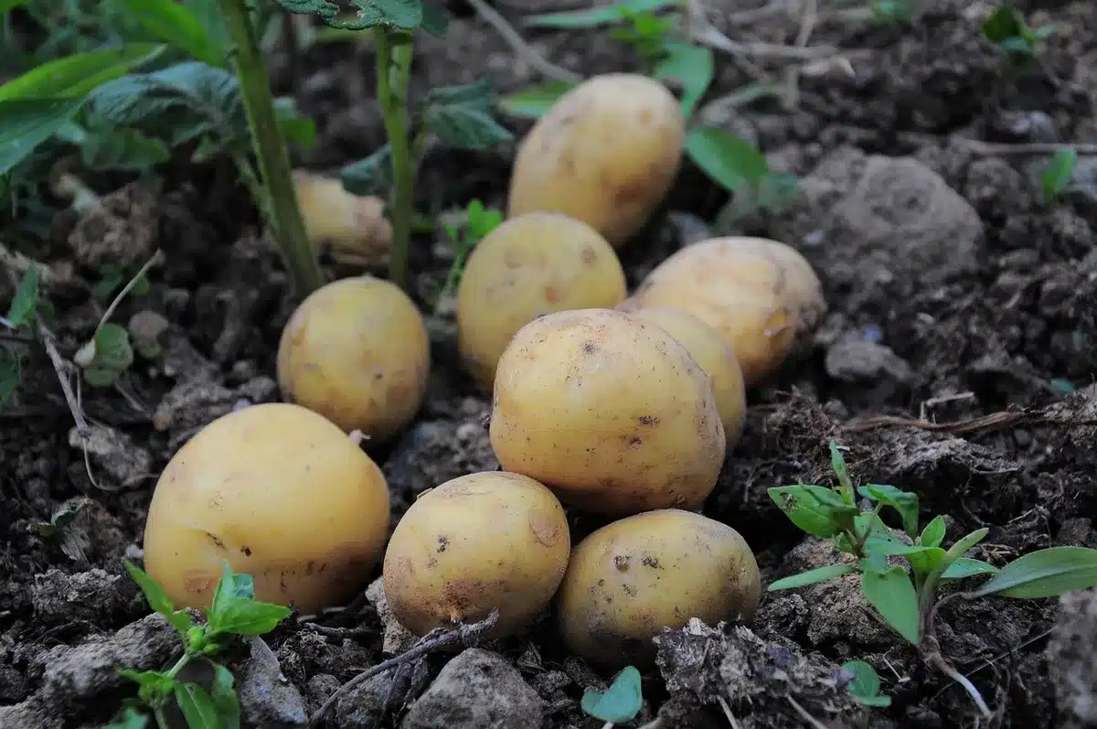 Pommes de terre râpées dans un torchon en train d'être pressées