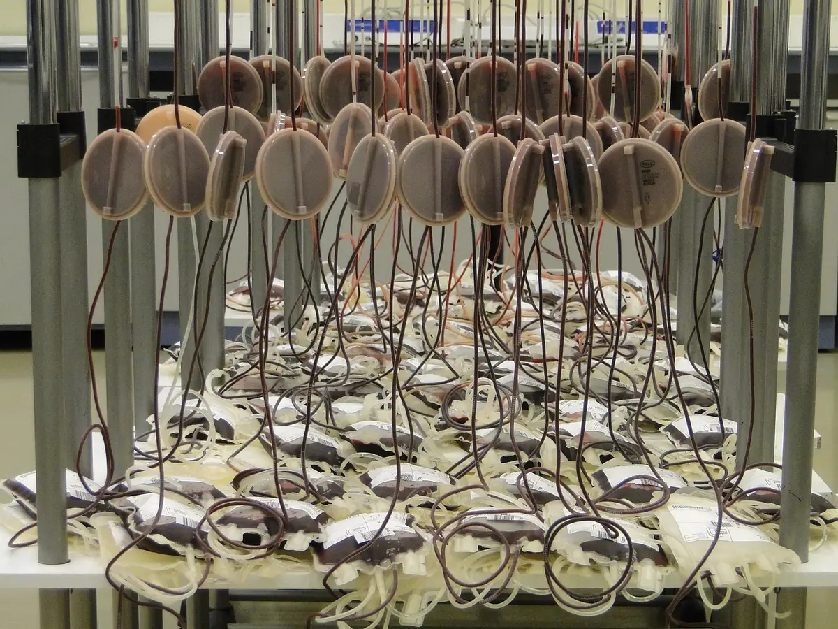Schéma simplifié montrant la production de neutrophiles par la moelle osseuse