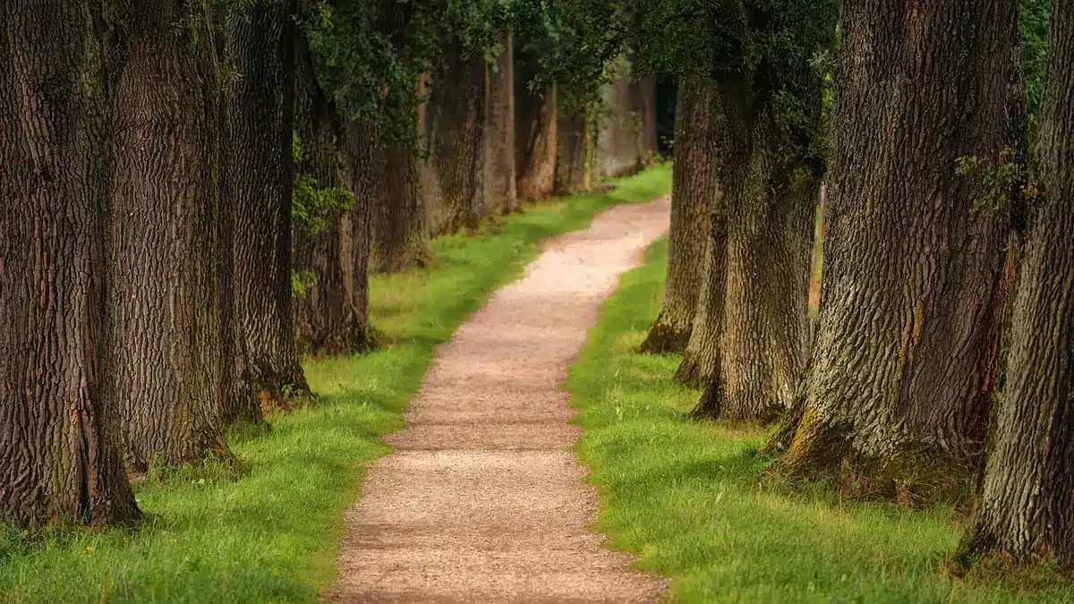 Sentier technique en terrain irrégulier sous plein jour