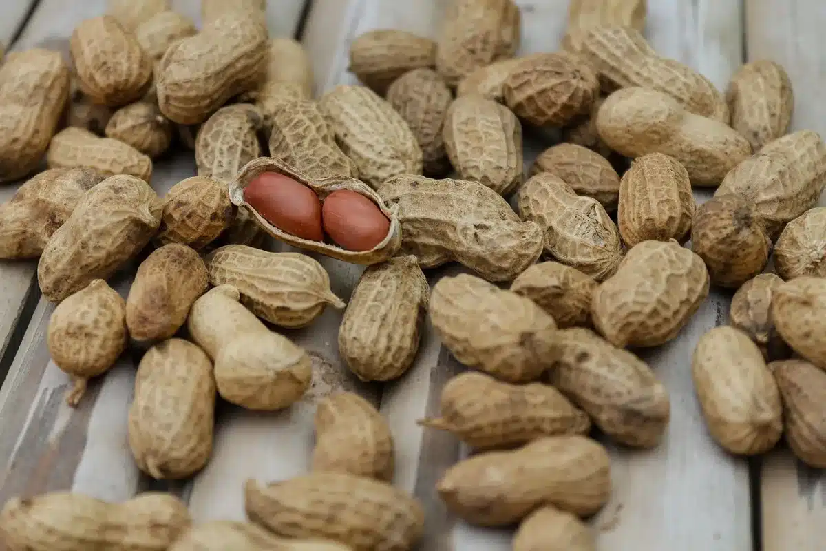 Aliments riches en protéines, glucides et lipides sains disposés pour illustrer l'équilibre nutritionnel