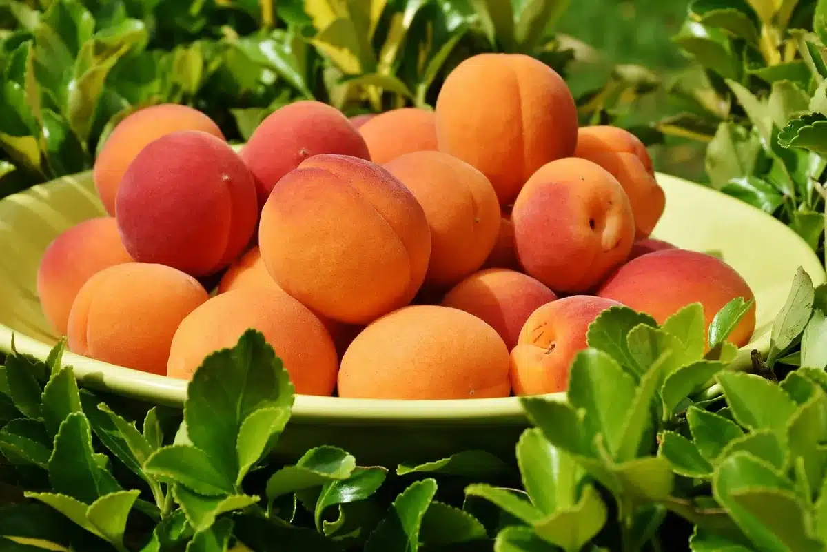 Tubercules et farine de patate douce montrant fibres et couleur orange