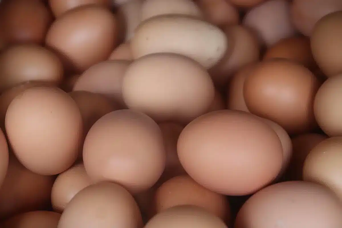 Assortiment d'aliments protéinés : œufs, poisson, poulet